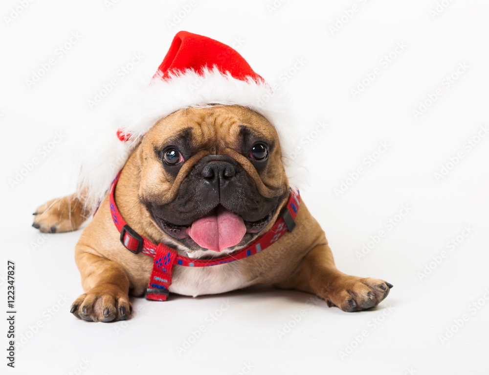 Animals. One beige dog French Bulldog white isolated, Christmas