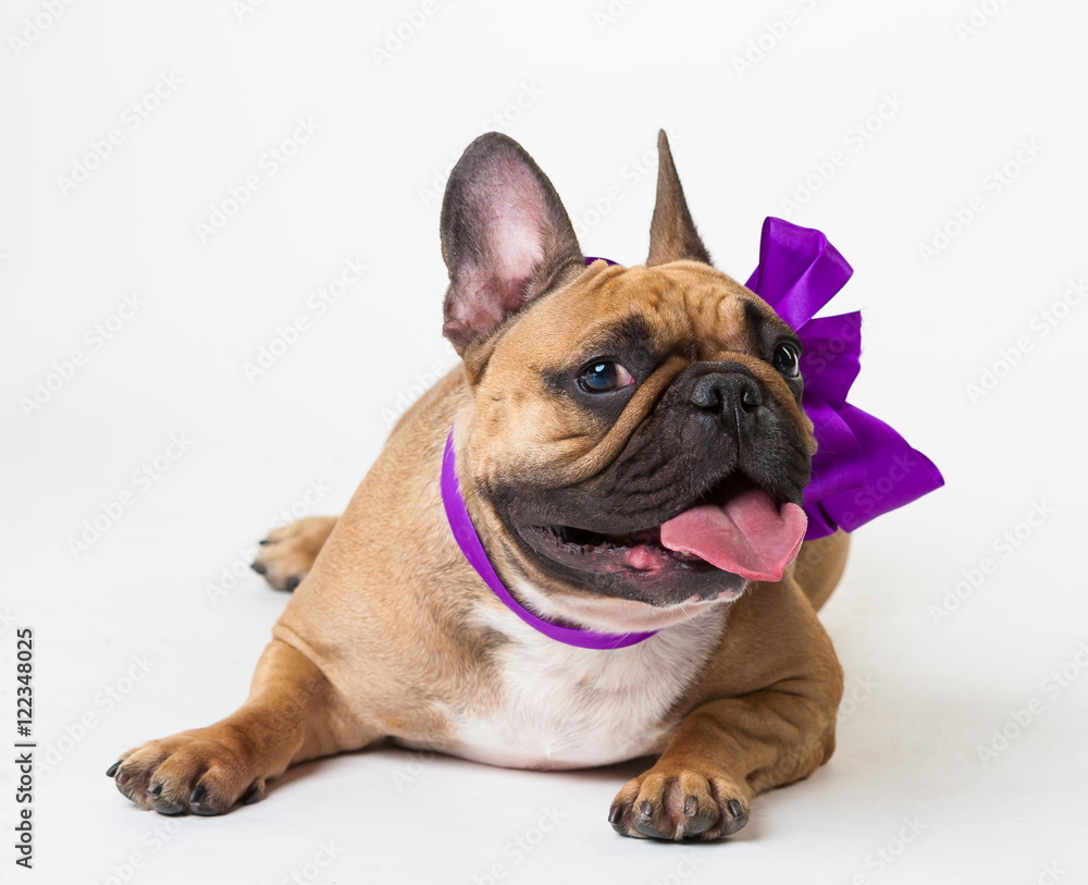 Animals. One beige dog French Bulldog white isolated, purple bow