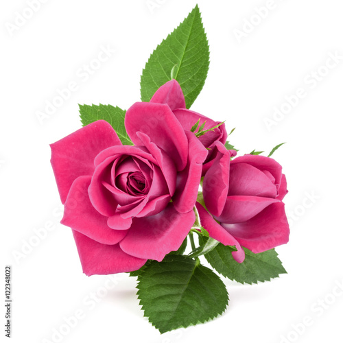 pink rose flower bouquet isolated on white background cutout