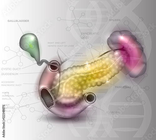 Pancreas anatomy illustration on an abstract scientific background