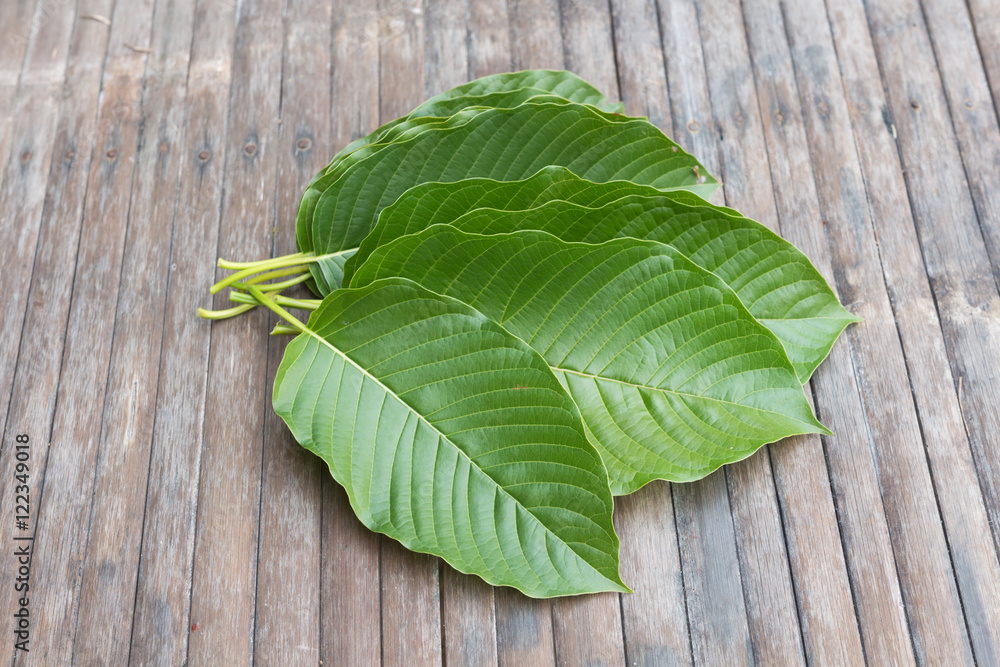 Kratom (Mitragyna speciosa) Mitragynine. Drugs and Narcotics Kratom (Mitragyna speciosa) Mitragynine. Drugs and Narcotics