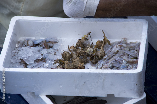 Fresh fish and shellfish in Cambrils Harbor, Tarragona, Spain.