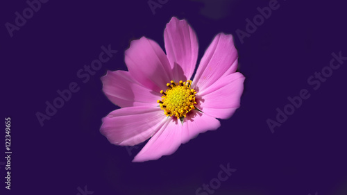 Beautiful fresh pink flower