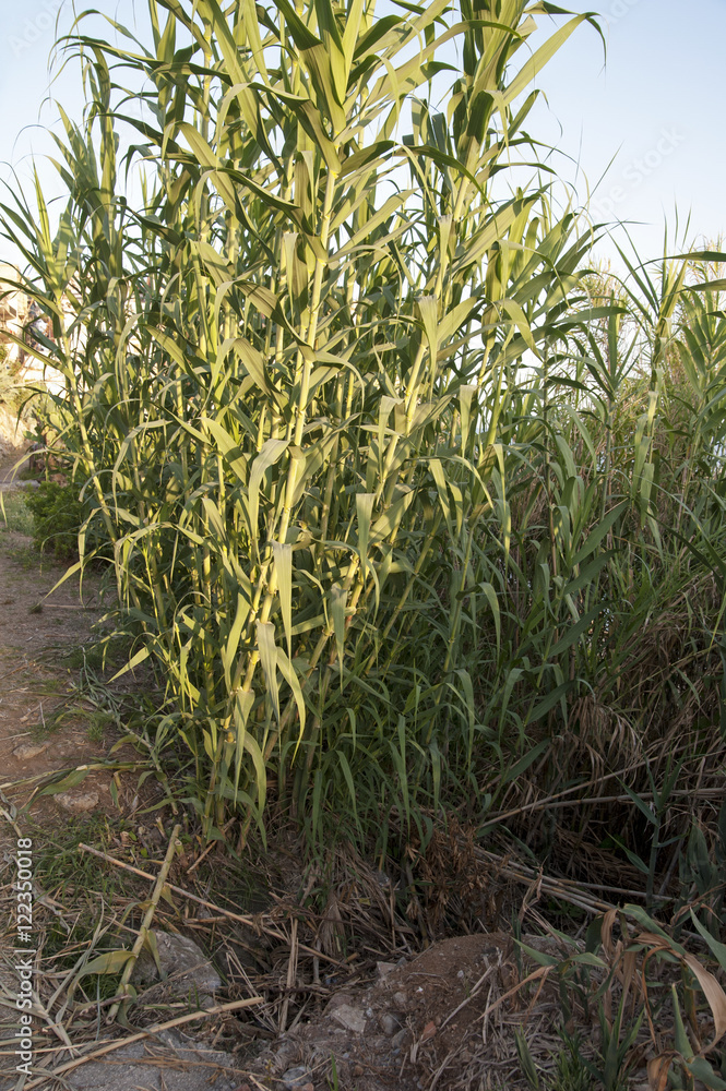 Obraz premium Plant of the Genus Arundo along the coast 
