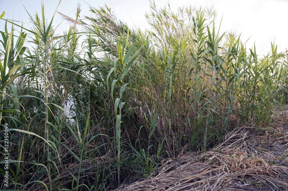Fototapeta premium Plant of the Genus Arundo 