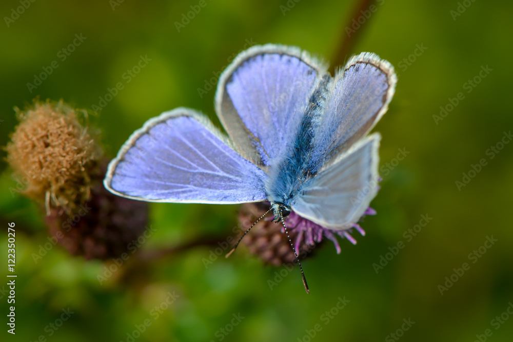Geisskleebläuling auf Wollköpfiger Kratzdistel