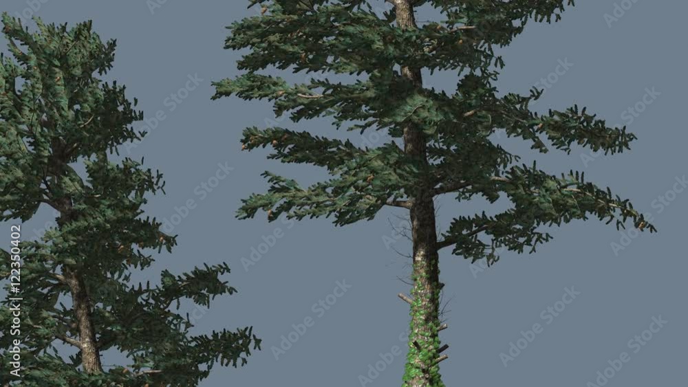 Two White Firs Coniferous Evergreen Trees Are Swaying at Strong Wind Green Needle-Like Leaves on the Tree Abies Concolor Windy Day Computer Animation Two White Firs Coniferous Evergreen Trees Are Swaying at Strong Wind Green Needle-Like Leaves on the Tree Abies Concolor Windy Day Computer Animation