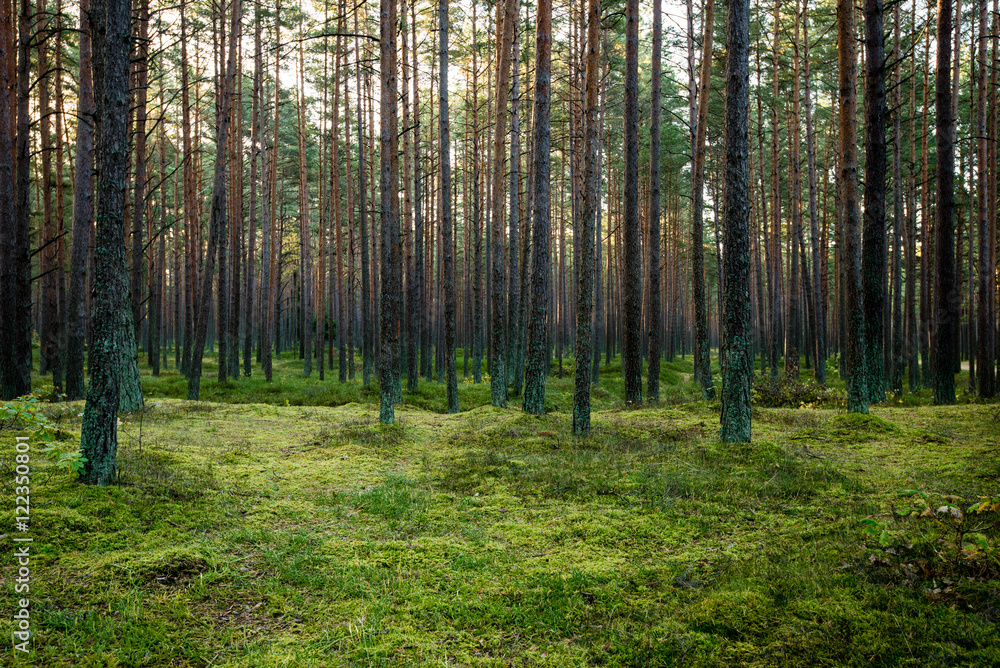 Misty morning in the woods. forest with tree trunks Misty morning in the woods. forest with tree trunks