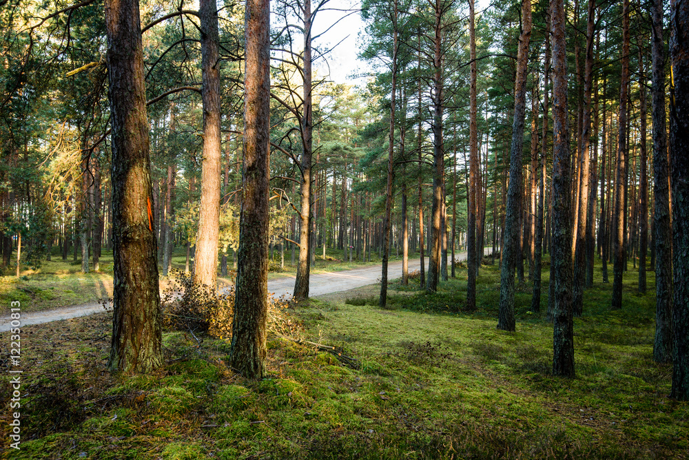 Fototapeta premium Misty morning in the woods. forest with tree trunks