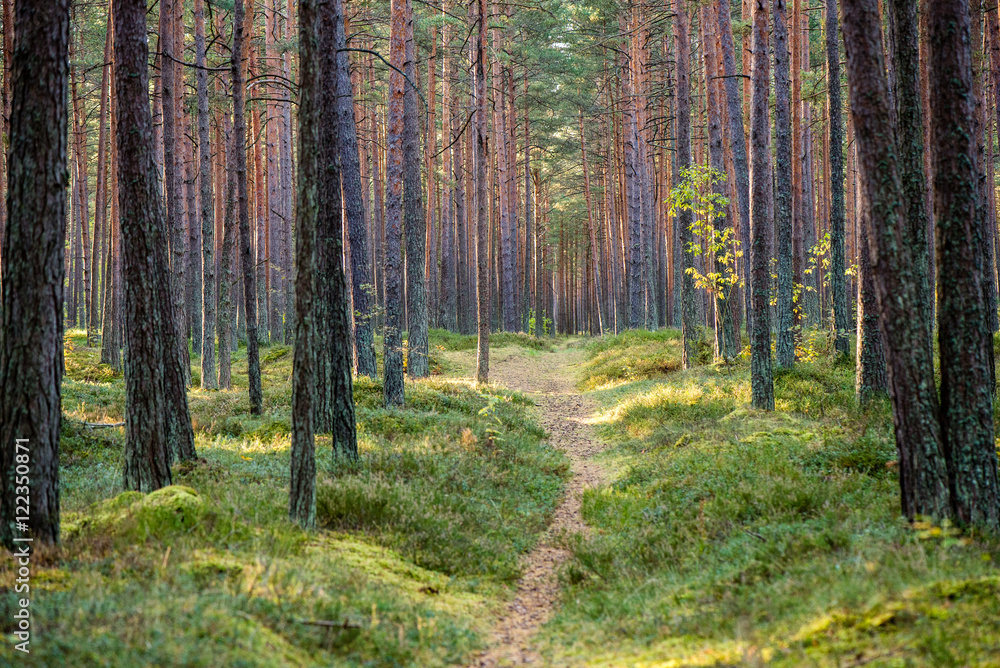 Fototapeta premium Misty morning in the woods. forest with tree trunks