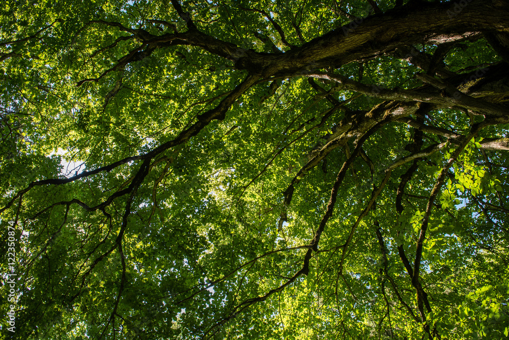 Misty morning in the woods. forest with tree trunks Misty morning in the woods. forest with tree trunks