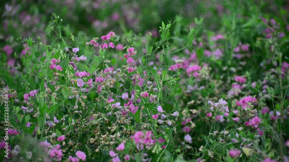 Withered flowers in meadow in late summer, Russia Withered flowers in meadow in late summer, Russia