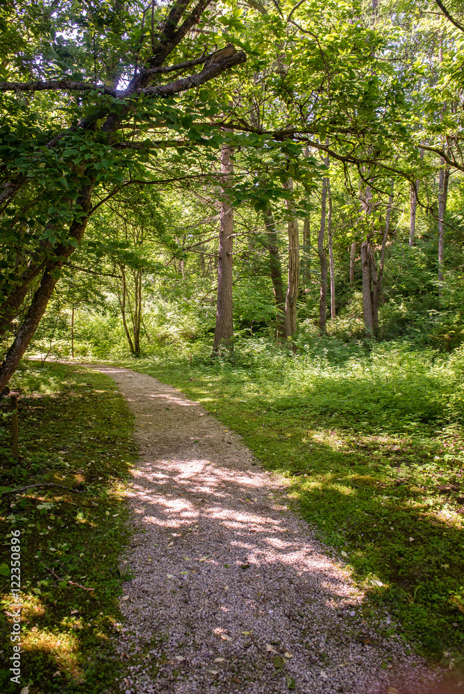 Misty morning in the woods. forest with tree trunks Misty morning in the woods. forest with tree trunks