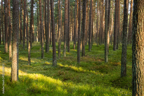 Misty morning in the woods. forest with tree trunks © Martins Vanags