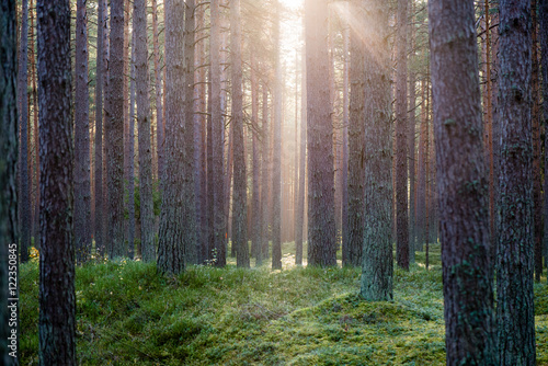 Fototapeta Naklejka Na Ścianę i Meble -  Misty morning in the woods. forest with tree trunks