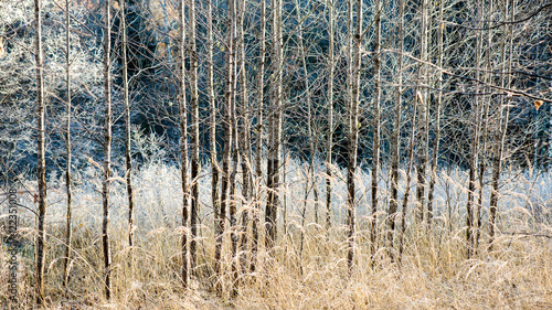 Misty morning in the woods. forest with tree trunks