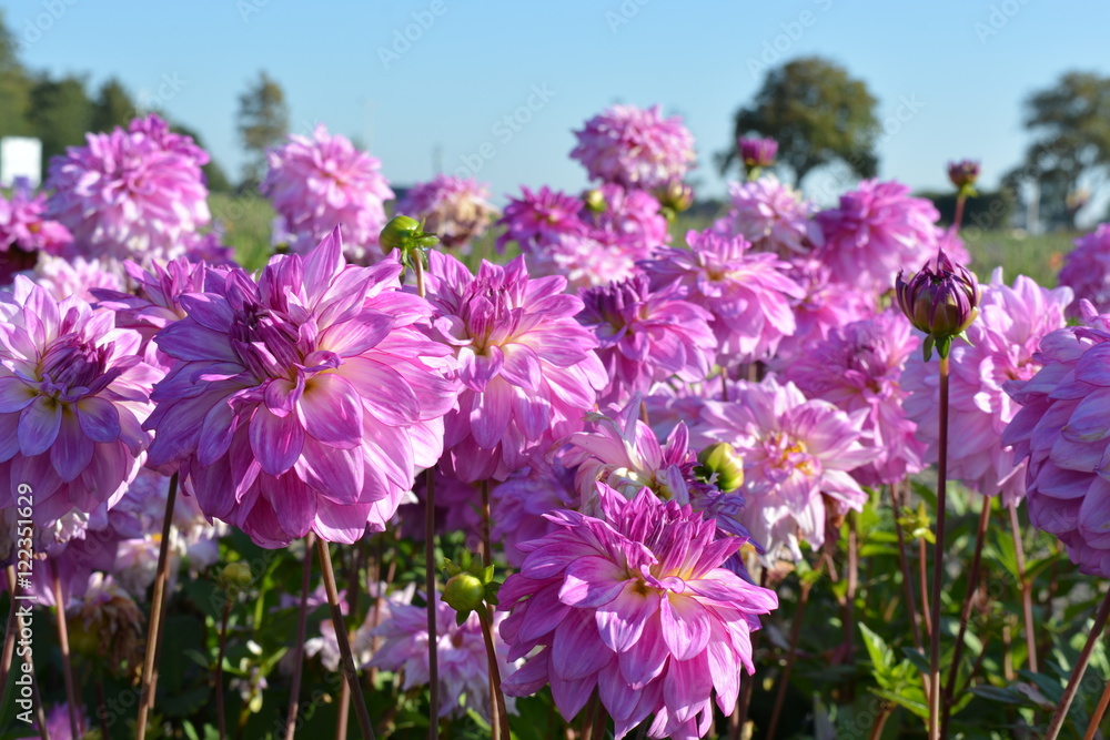 Obraz premium Pink Dahlias in a field of flowers