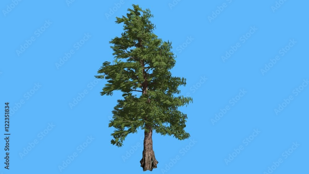 Western Red Cedar Strong Coniferous Evergreen Tree is Swaying at the ...
