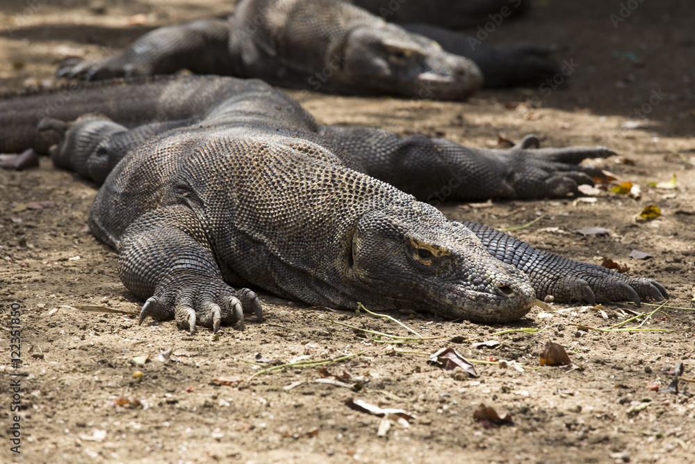 Komodo Dragon Komodo Dragon