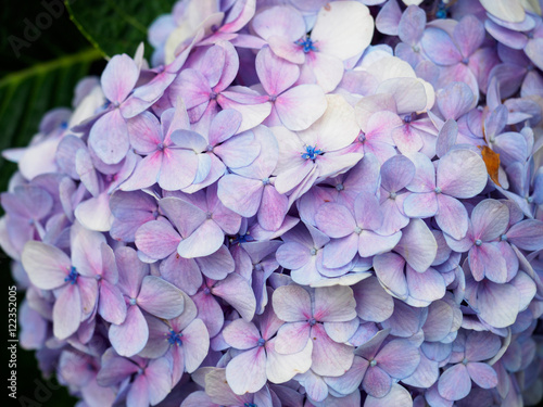 hydrangea flowers tender romantic floral background © yooranpark