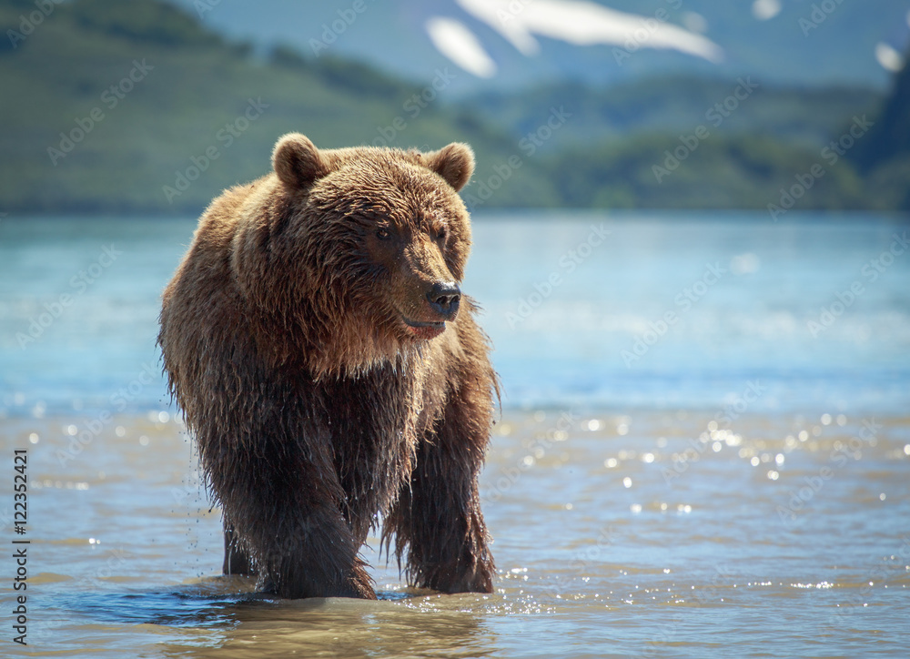 Bear pose Bear pose
