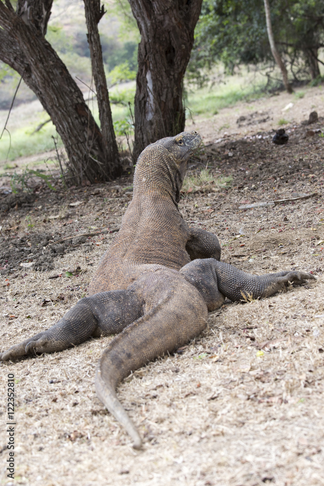 Komodo Dragon Komodo Dragon