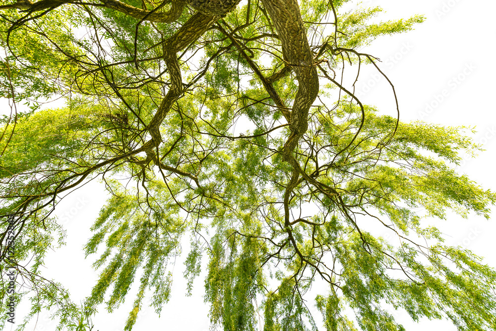 Weeping willow (Salix babylonica) on a white background