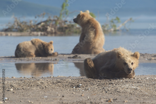 Bear family by the shore