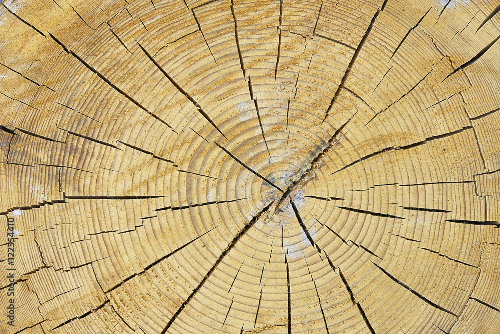 Fototapeta premium Cutting a tree trunk