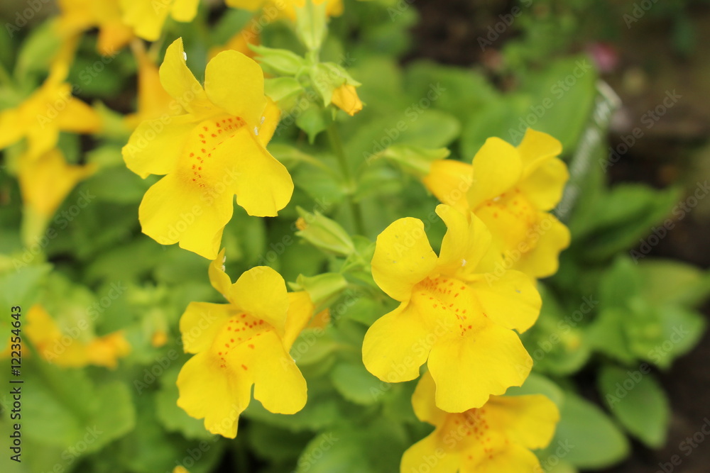 Red spotted yellow Red spotted yellow