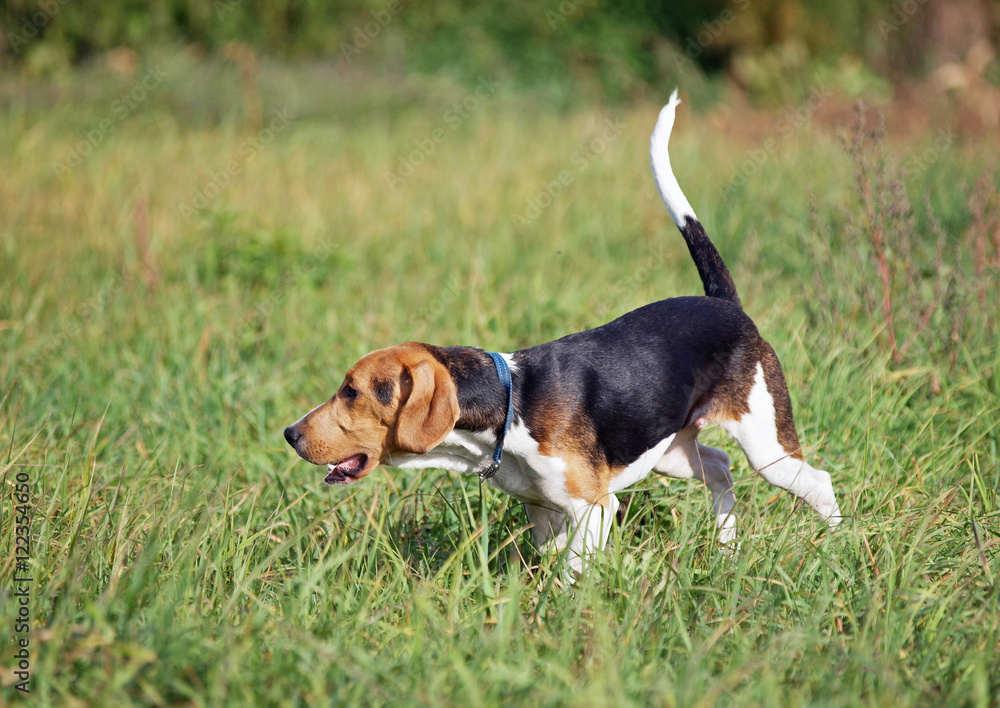 Estonian hound puppy running in field
