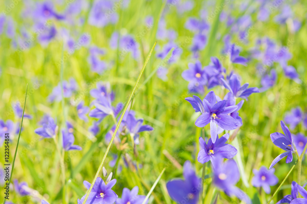 Fototapeta premium Monochoria vaginalis purple flowers blooming in swamp selective