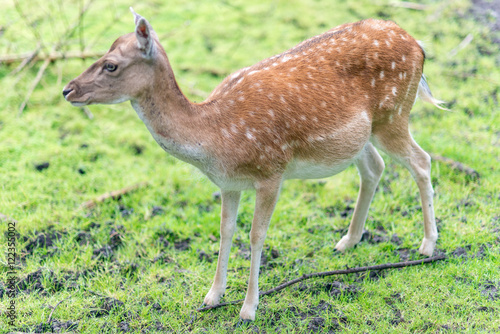Yound spotted deer