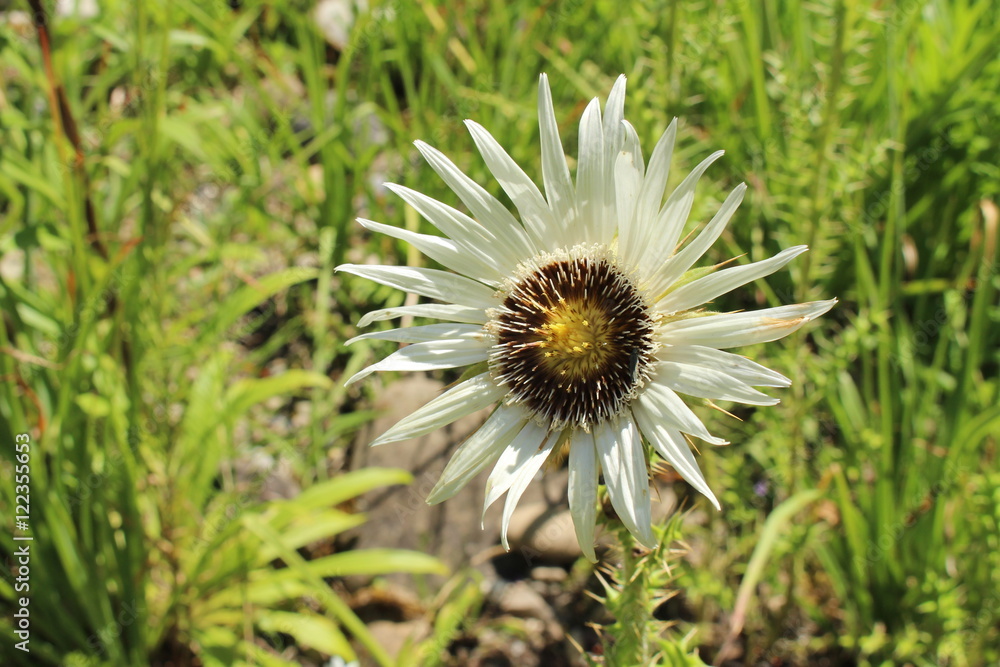 White-yellow White-yellow