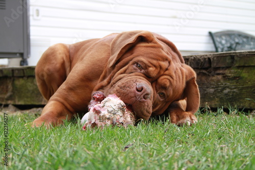 dog chewing big raw bone