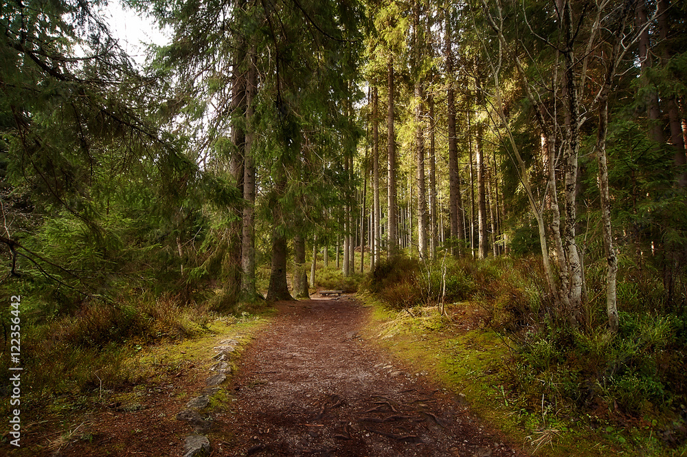 Obraz premium rural road trought the deep green forest. natural summer background