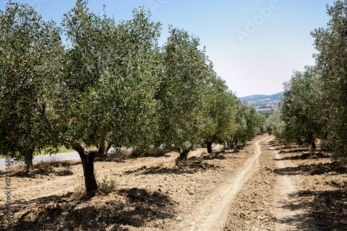 Olive yard