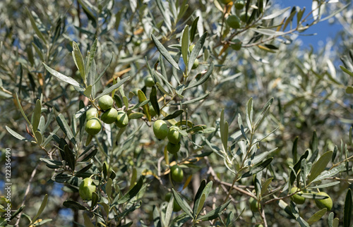 Olives on tress