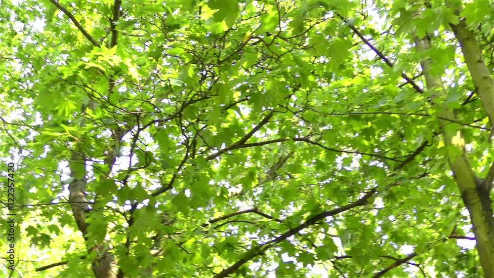 Green Leaves On Branches Green Leaves On Branches