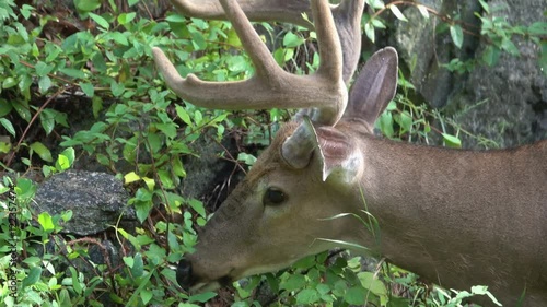 Eight point buck still in velvet eating photo