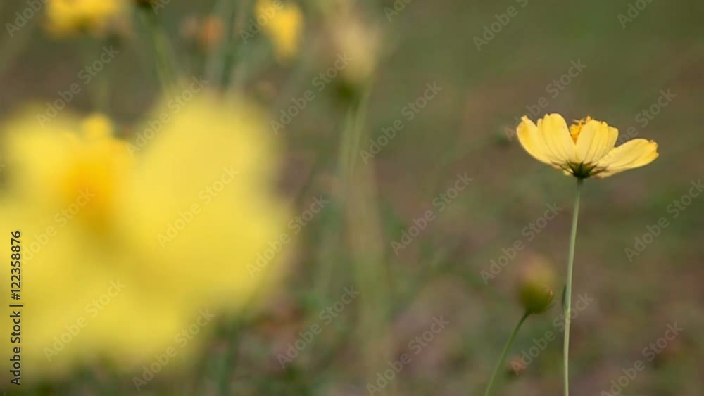 Slow motion Yellow cosmos flower blown by the wind with sun light Slow motion Yellow cosmos flower blown by the wind with sun light