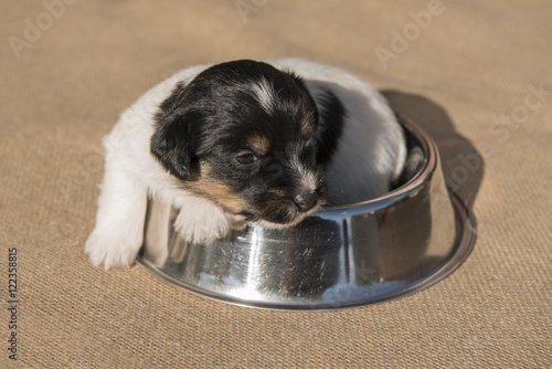 Fototapeta Naklejka Na Ścianę i Meble -  little puppy lies in a food bowl