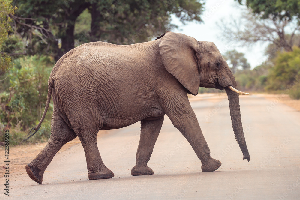An elephant crossing a road in Kruger National Park in South Afr