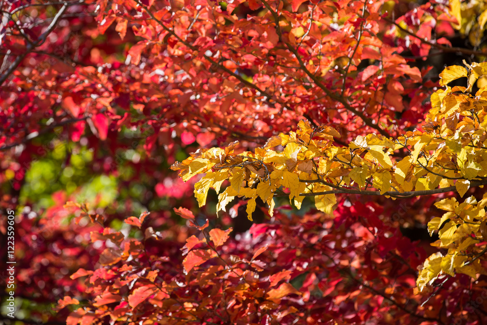 Naklejka premium Autumn at Churet, Mazandaran, Iran