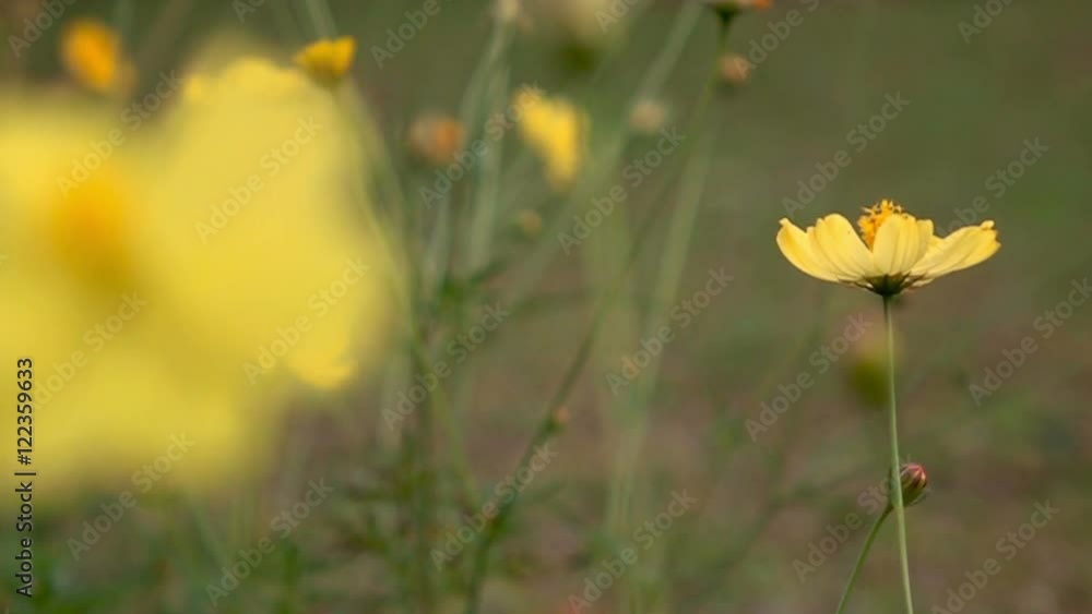 Slow motion Yellow cosmos flower blown by the wind with sun light Slow motion Yellow cosmos flower blown by the wind with sun light