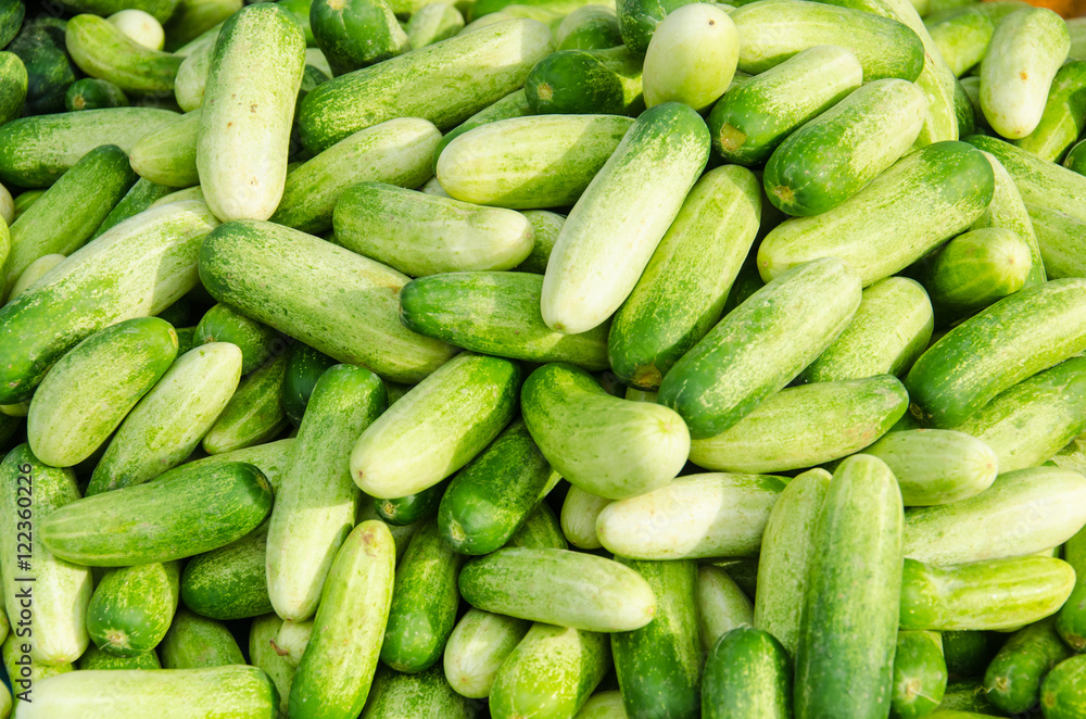 Fresh Cucumber for your Good Helth Fresh Cucumber for your Good Helth