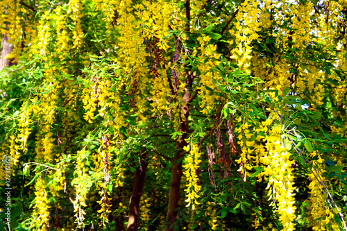 Yellow flowers on a tree as a background.