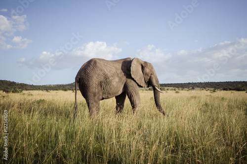 Large bull elephant 2