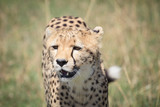 cheetah on the savanna 4