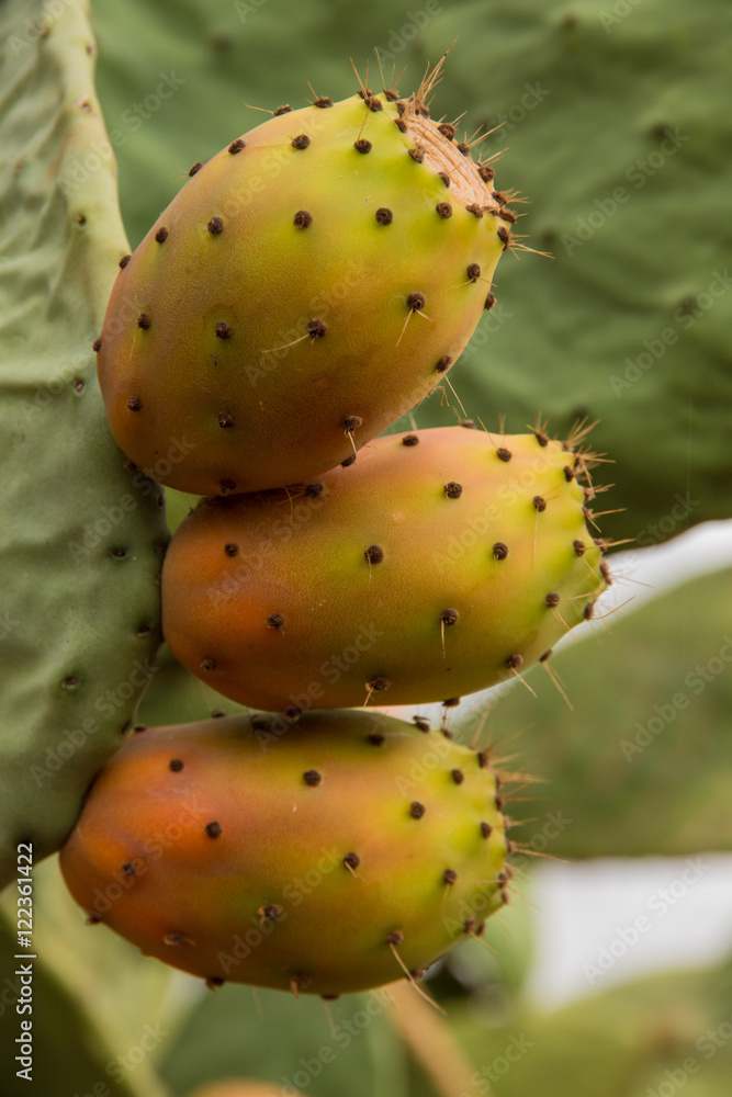 Succulents prickly pear Succulents prickly pear